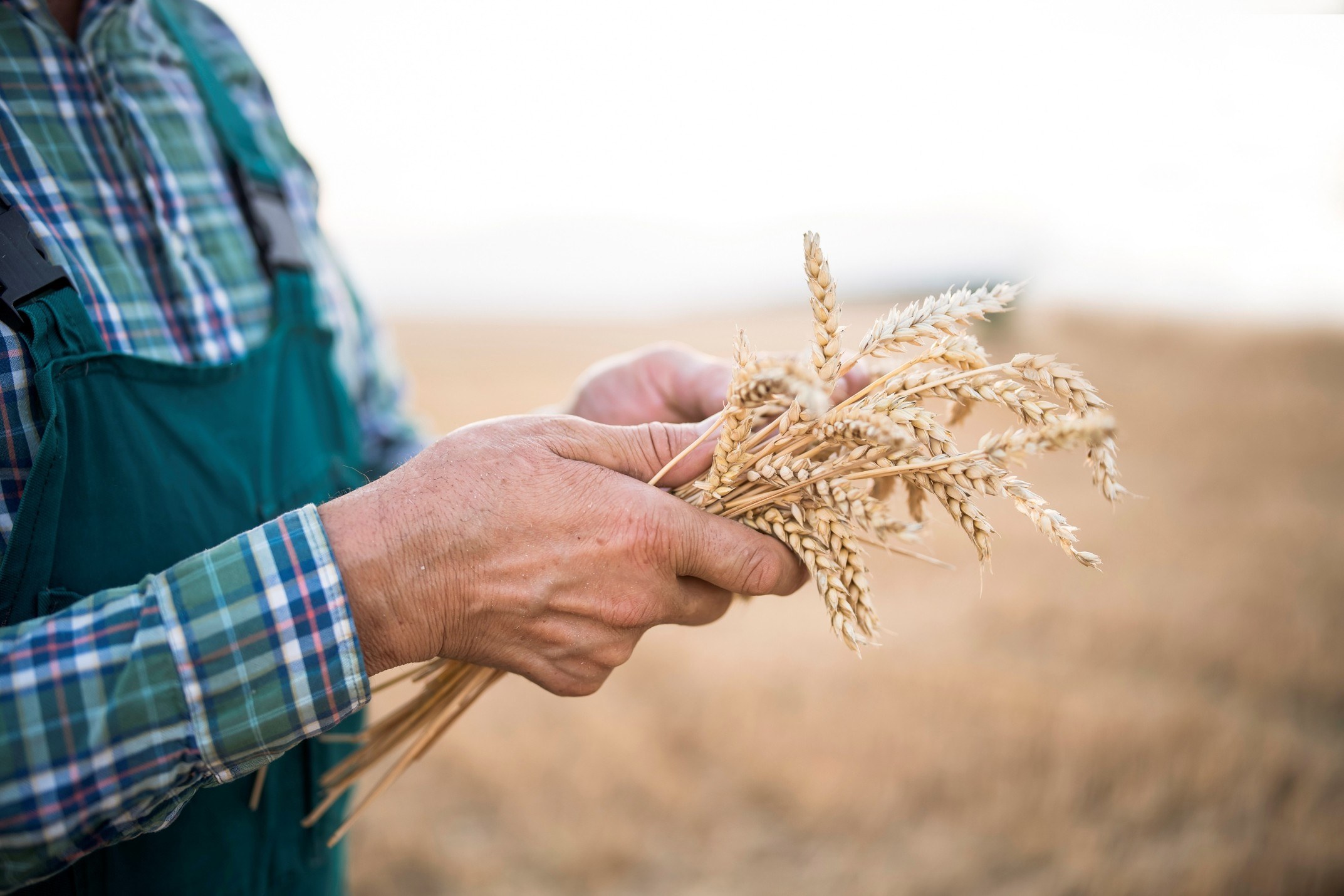 man holding wheat